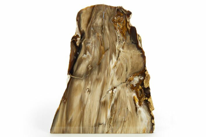 Polished Petrified Wood Stand-Up - Washington #308279